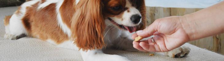 A dog eating treats on a bed