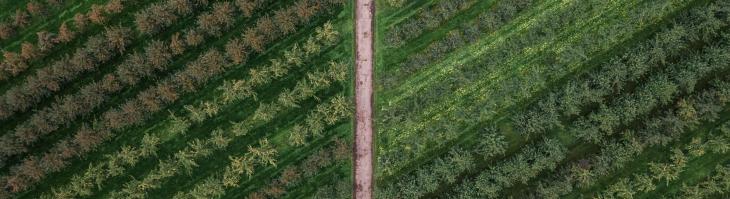 Topdown view of rows of symmetric field crops