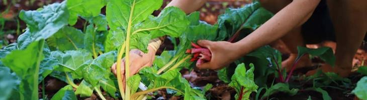 Kauai Farmer Moloa'a Organica'a