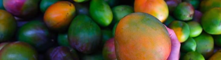 Kauai Mangoes from Moloa'a Organica'a