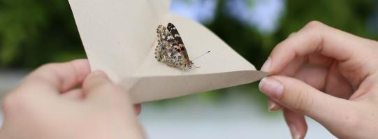 Butterfly being released from a piece of paper