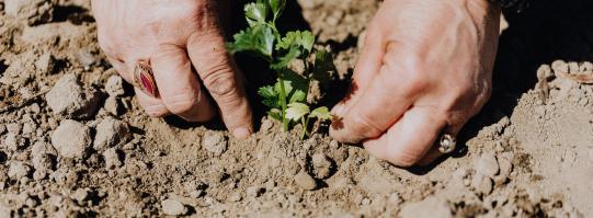 plants dirt farm sustainability