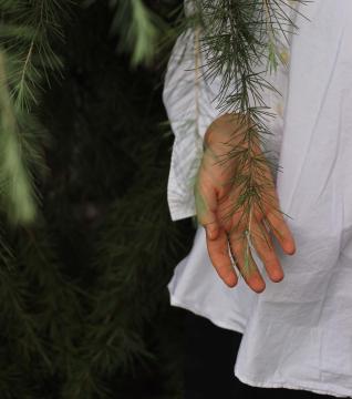 An open palm brushes against a trees pine needles