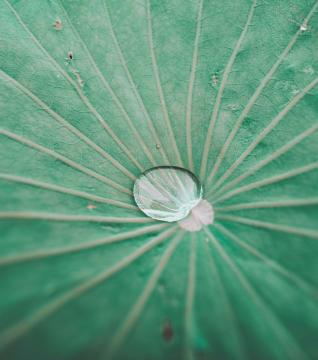 Close up of a leaf with a centered bead of water 