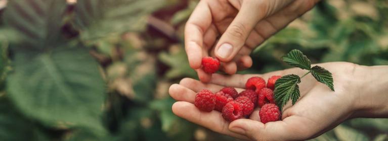 Raspberries in Hands