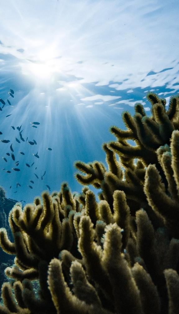 Underwater world ocean marine life