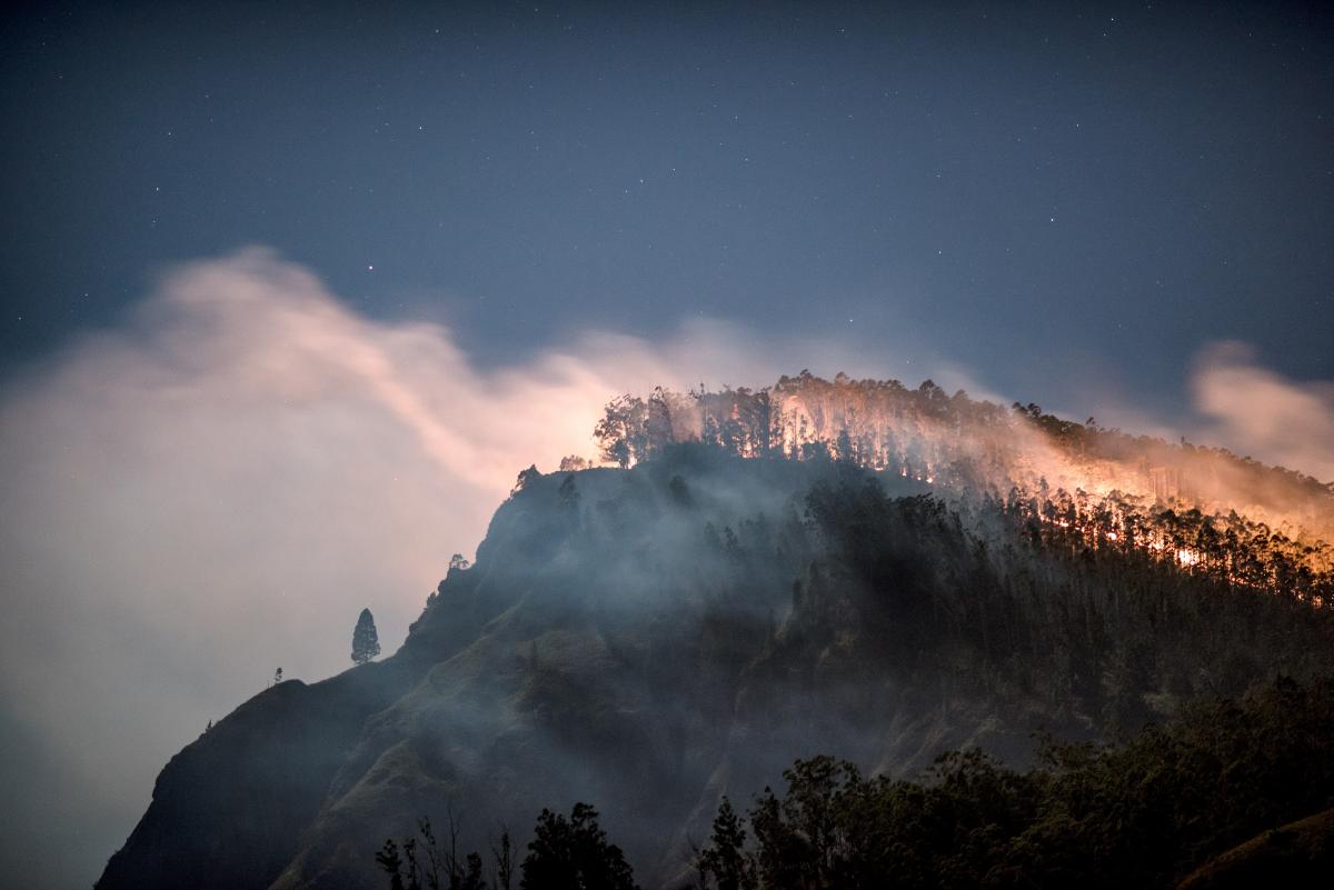 Read What Causes Wildfires, and What Can You Do to Help Right Now?