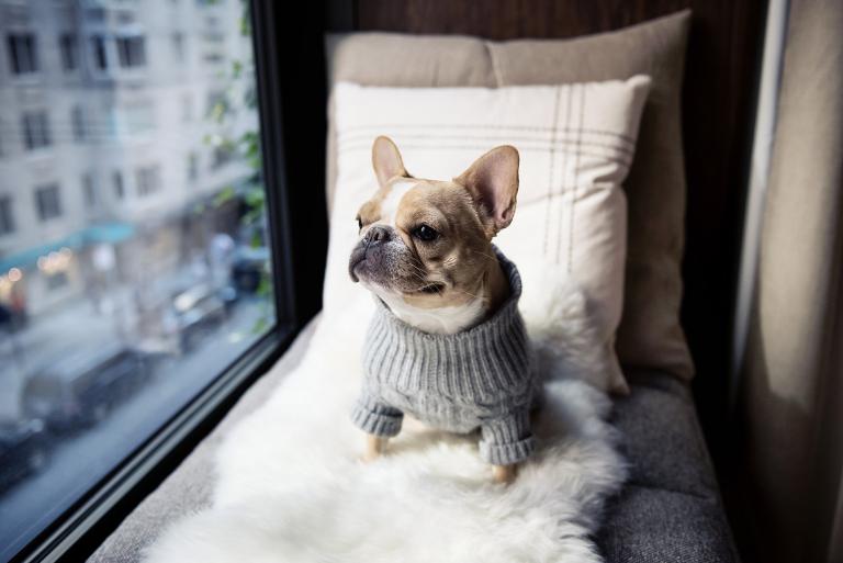 A French Bulldog in a sweater staring out a window