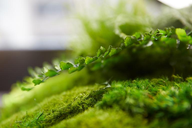 Closeup of a small green plant