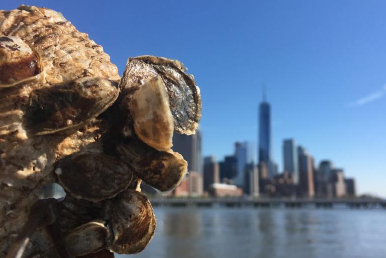 A collection of oysters held up to the New York sky line