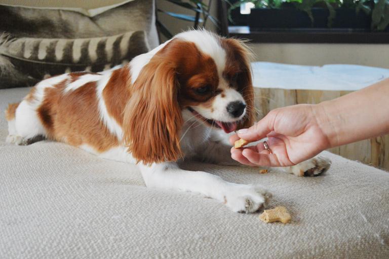 A dog eating treats on a bed